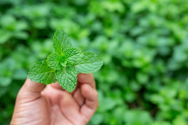 Free photo green mint leaf handle.