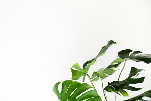 Free photo green monstera leaves by a white wall