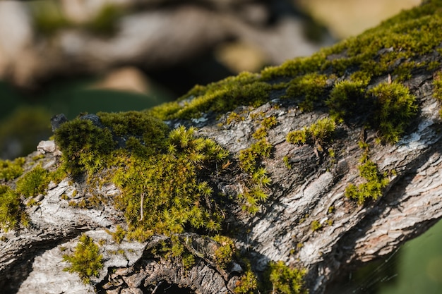 Free photo green moss on gray rock