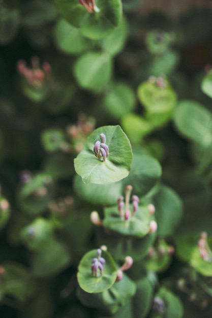 Free photo green natural background, blooming honeysuckle