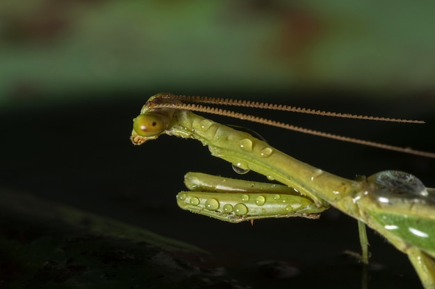 Free photo green net-winged insect in a natural environment