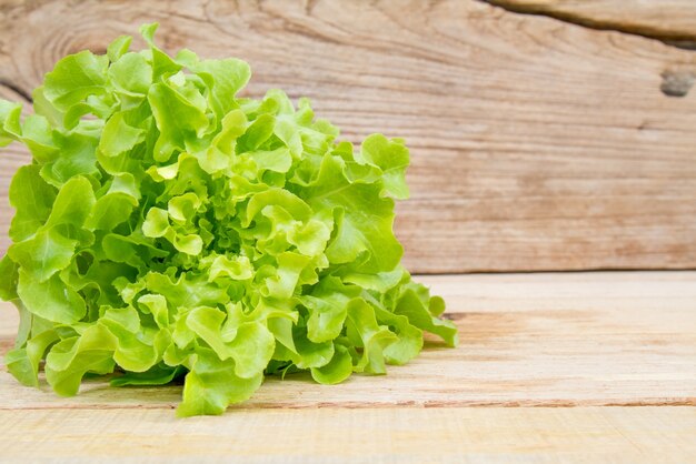 Green Oak Lettuce