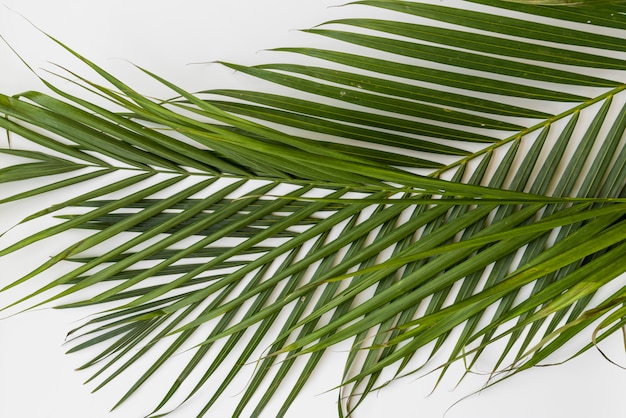 Green palm branches 