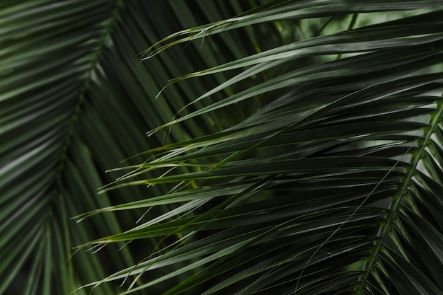 Green palm leaf background