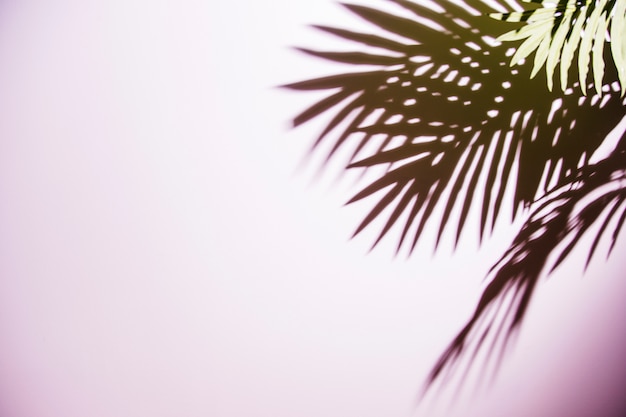 Free Photo green palm leaves shadow on pink background