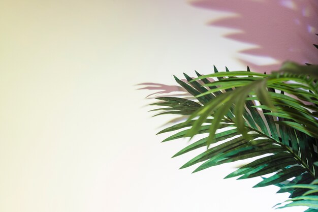 Green palm leaves and shadow on white background