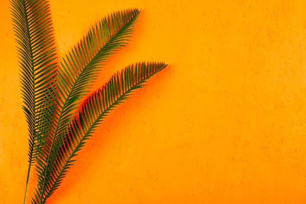 Free Photo green palm leaves with coral shadow against yellow textured background