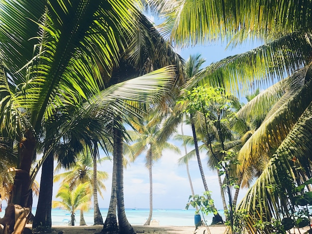 Green palms raise up to the sky on the sunny beach