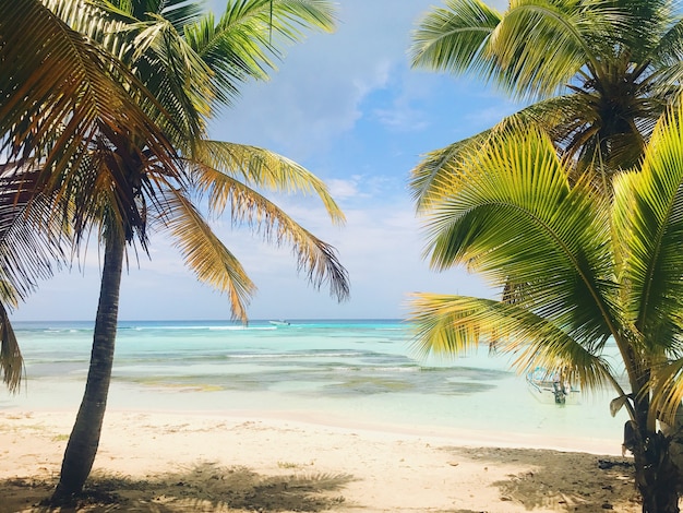 Green palms raise up to the sky on the sunny beach