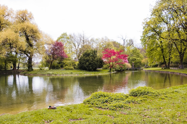 Free Photo green park with lush trees