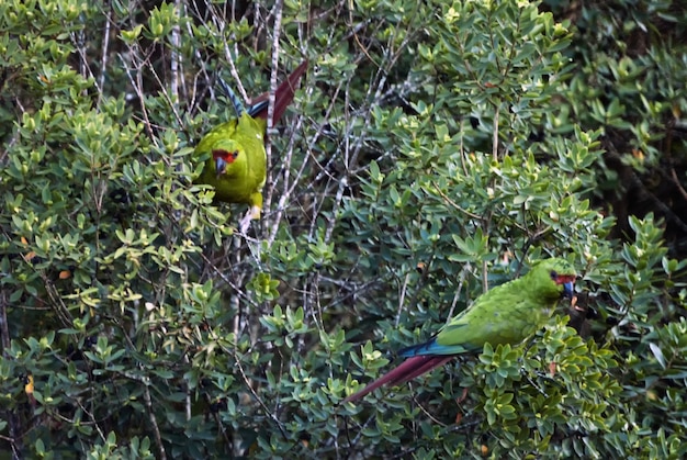 Green parrots with their colourful tails on the tree branches