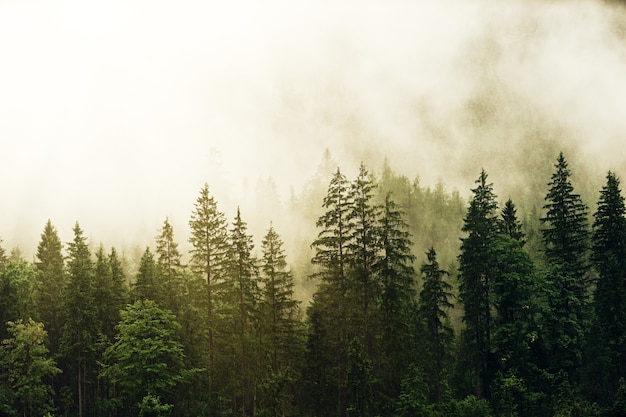 Free photo green pine trees covered with fog