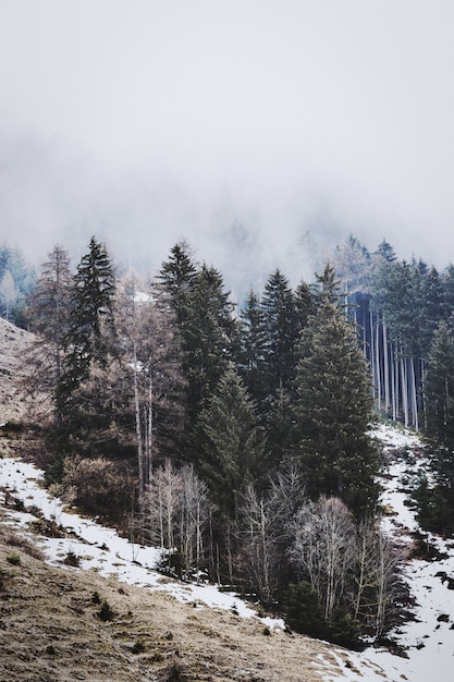 Free photo green pine trees under white sky