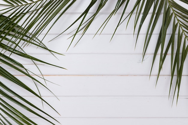 Free photo green plant branches on white wood