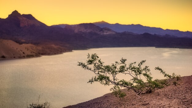 Green plant on brown soil near lake during daytime