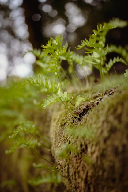 Green plant on brown soil