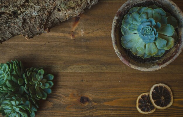 A green plant, cactus type suculent flower in a pot