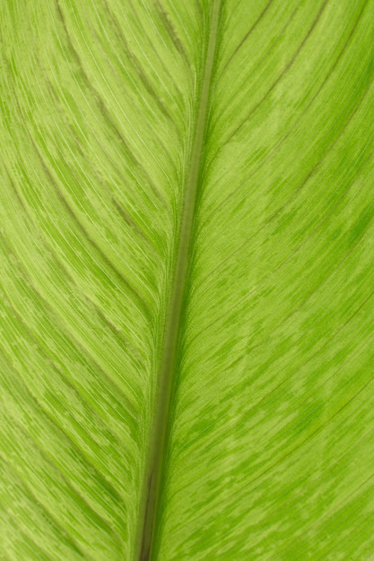 Free Photo green plant leaf texture