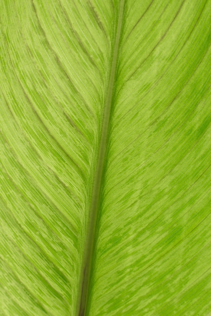 Green plant leaf texture