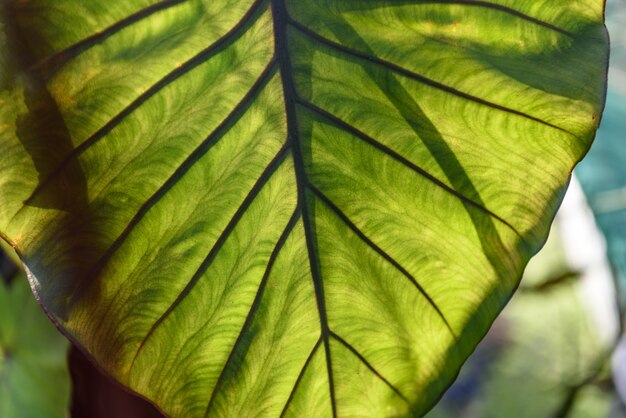 Green plant leaves background