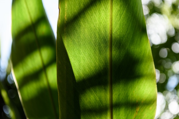 Green plant leaves background