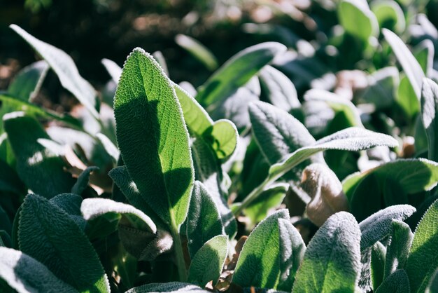 Green plant leaves background