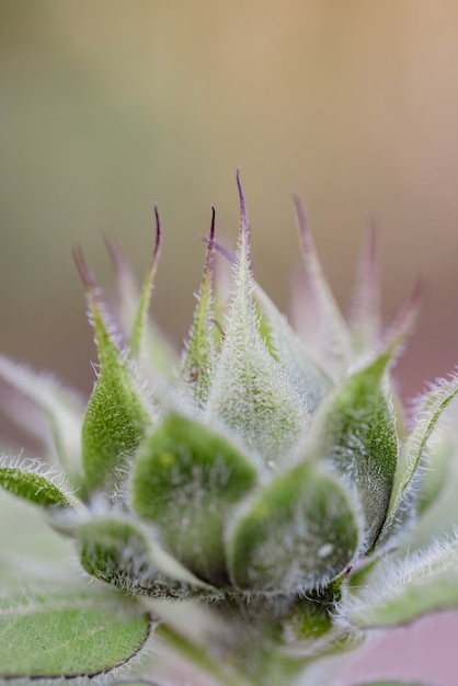 Free photo green plant in macro lens