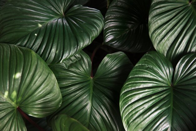 Green plant&nbsp; leaves nature