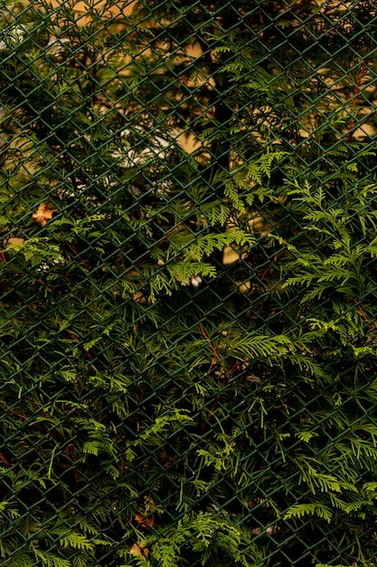 Green plant seen through chain link fence