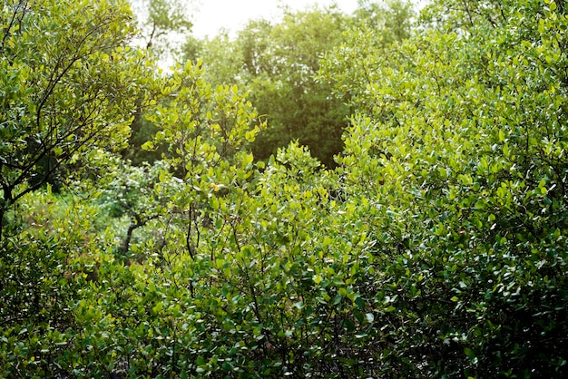 Green plant shrub texture