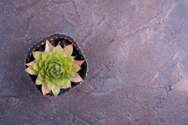 Free Photo green plant on slate table with copy space