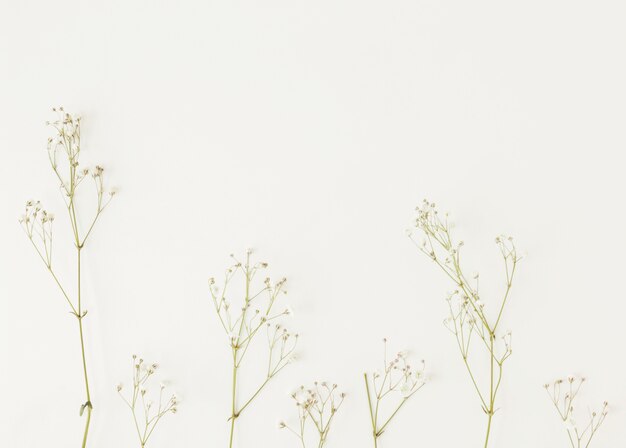 Green plant twigs with little flowers