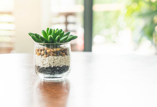 green plant in a vase