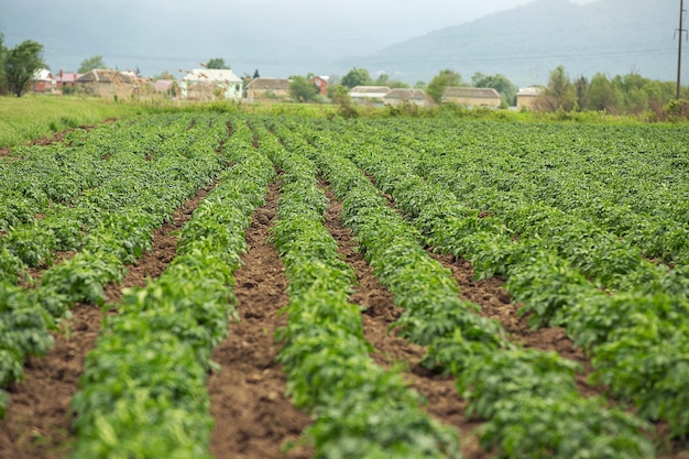 Free photo green plantation with harvest in the village.