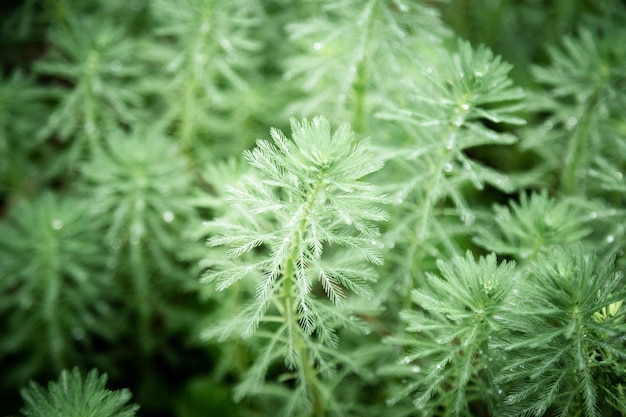 Green plants closeup with blurred background 