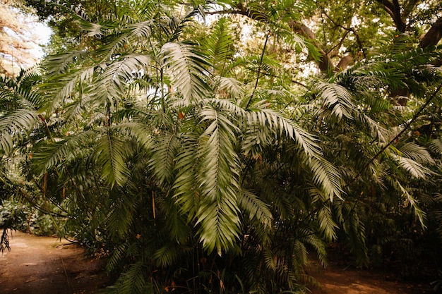 Green plants in forest