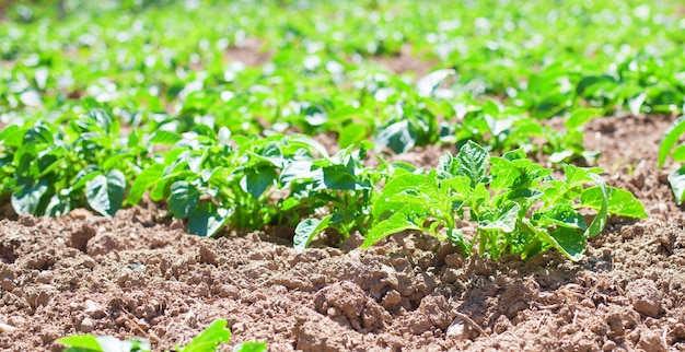 Green plants growing from the ground