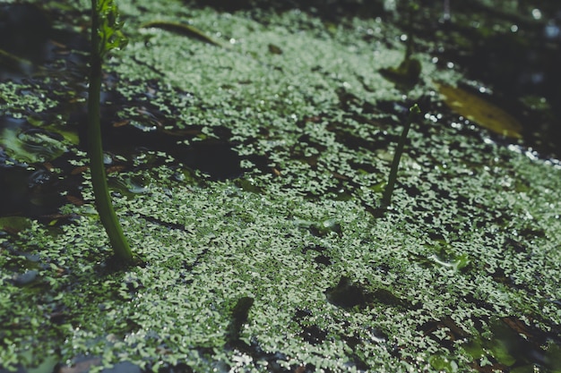 Free photo green plants growing on the water