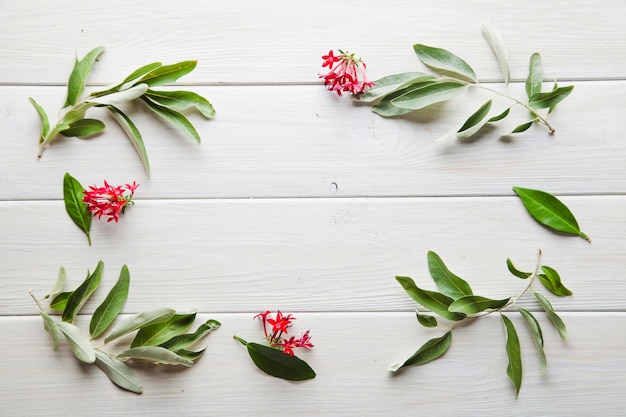 Green plants with red flowers