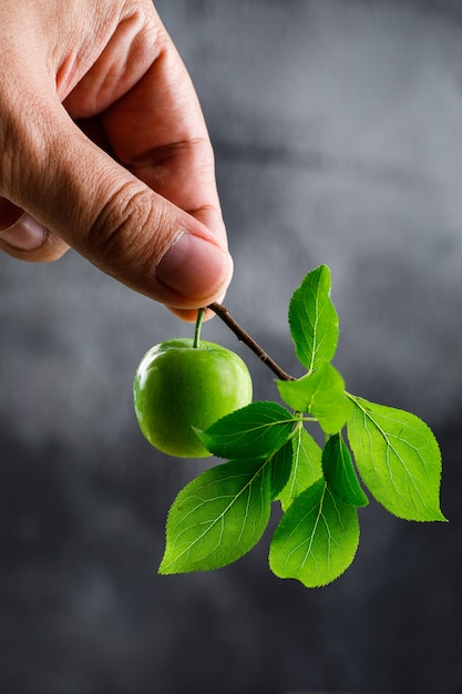 Free photo green plum in hand with branch on dusky wall, side view.