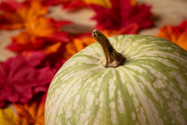 Free Photo green pumpkin close up