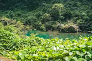 Free photo green river in the middle of a forest