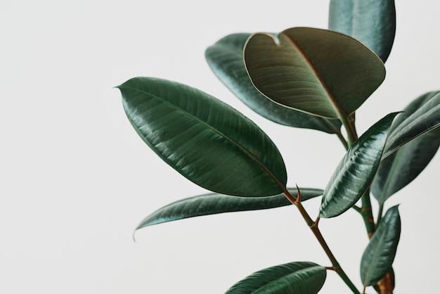 Free photo green rubber plant leaf on gray background