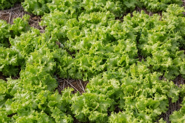 Green salad that is ready to be harvested in the garden.