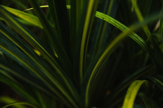 Free photo green sedge grass