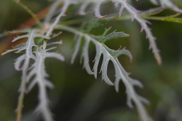 Green Split Leaf Japanese Maple Leaves on a Tree