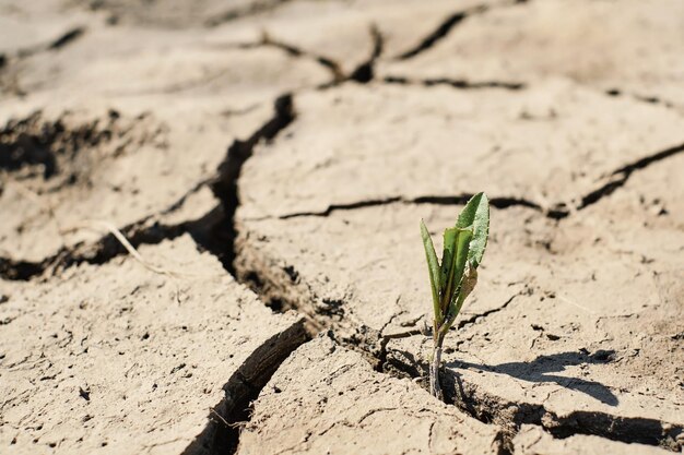 Green sprout with dry cracked earth ecology problems earth protection soft selective focus