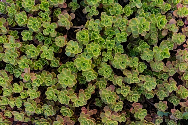 Green succulents leaves pattern background, Natural background and wallpaper