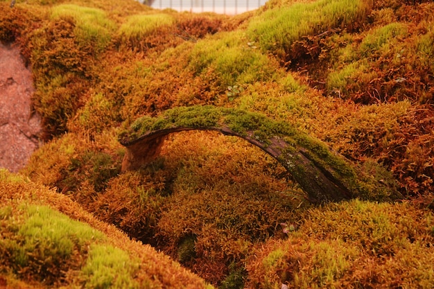 Green surface covered with moss in a flower garden