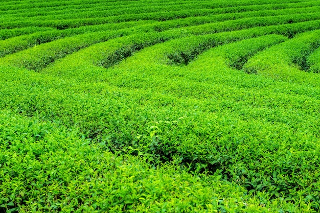 Green tea bud and leaves. Green tea plantations in morning. Nature background.